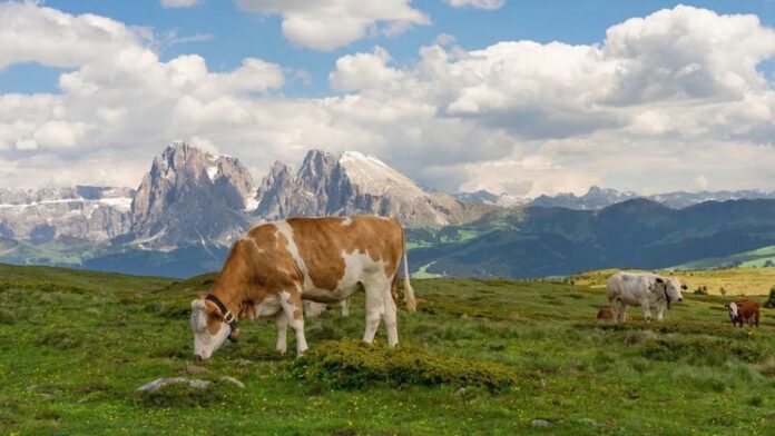 montagna Biodiversità: la Svizzera avvia la consultazione sull’accordo globale