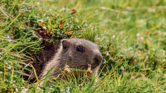 Il potere ai cittadini: quando la Svizzera vota anche sugli animali