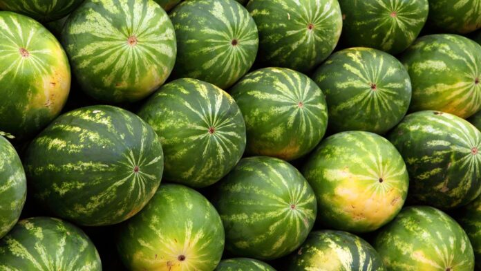 Mercati. Photo courtesy, license: Pixabay.com publicdomainpictures-watermelons-2636_1920 Mercati. Photo courtesy, license: Pixabay.com