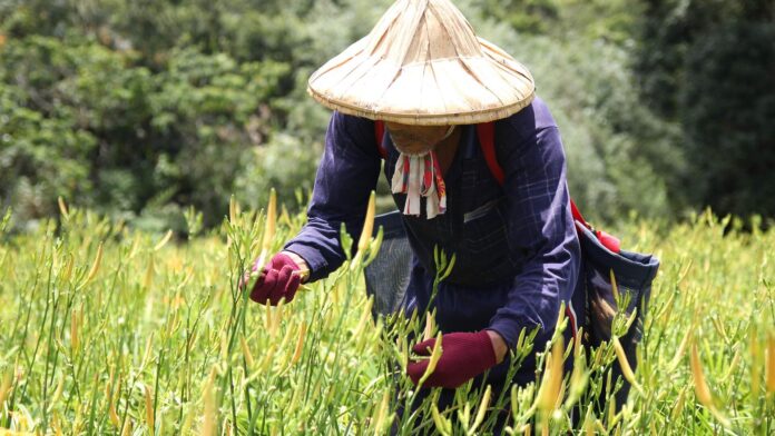 Tensioni nell’Indo-Pacifico: la strategia navale della Cina attorno a Taiwan